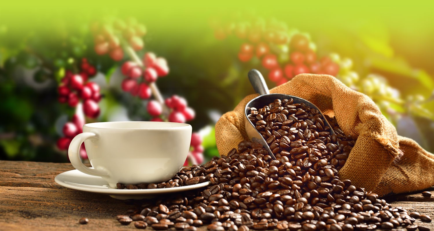Kenya Eyes Coffee Revival as Nation Marks International Coffee Day 2025