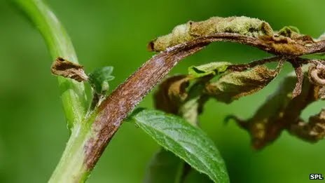 Kenya’s Battle with the Silent Killer: How Late Blight is Robbing Farmers of Billions, and the Promise of a Resistant Potato