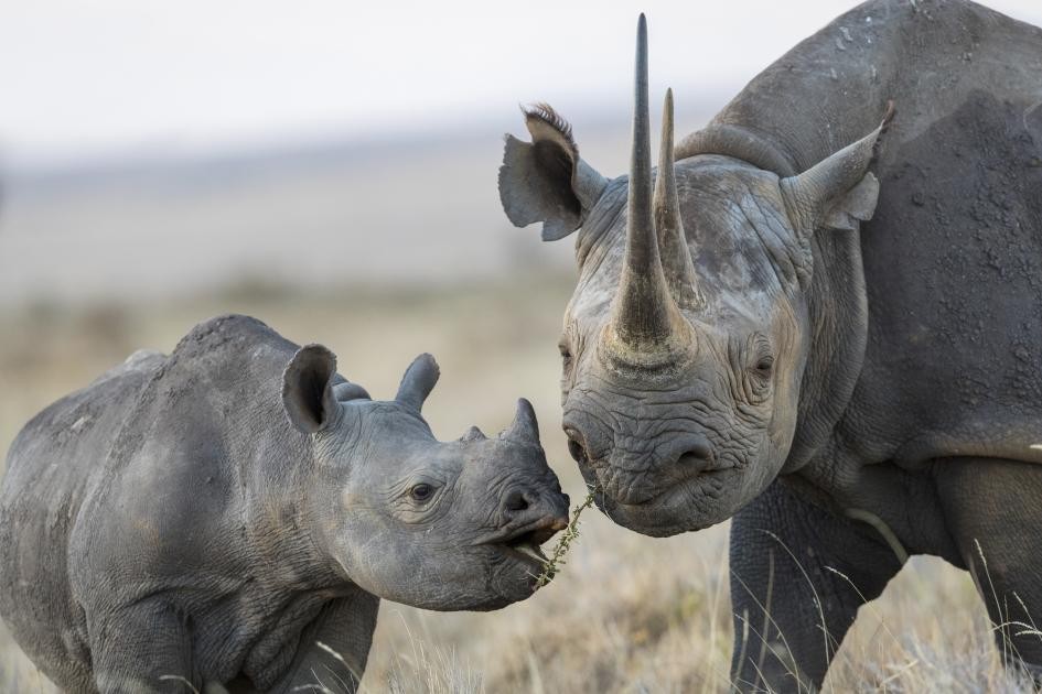 Protecting Kenya’s Black Rhinos with Cutting-Edge Technology 🛡️
